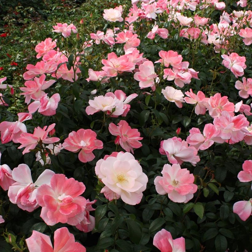 Rosa Nectar Garden Roseromantic (Plant habit)