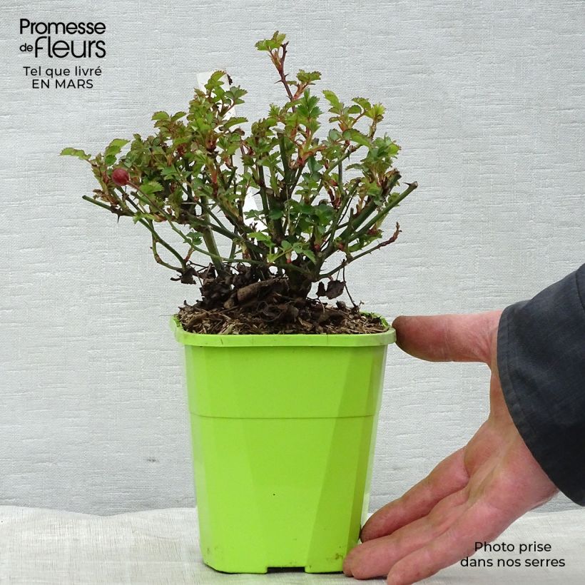 Rosa 'Alexander von Humboldt' - Shrub Rose 1.5L/2L pot sample as delivered in spring
