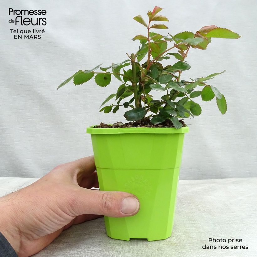 Rosa Chabadabada - Shrub Rose 1.5L/2L pot sample as delivered in spring