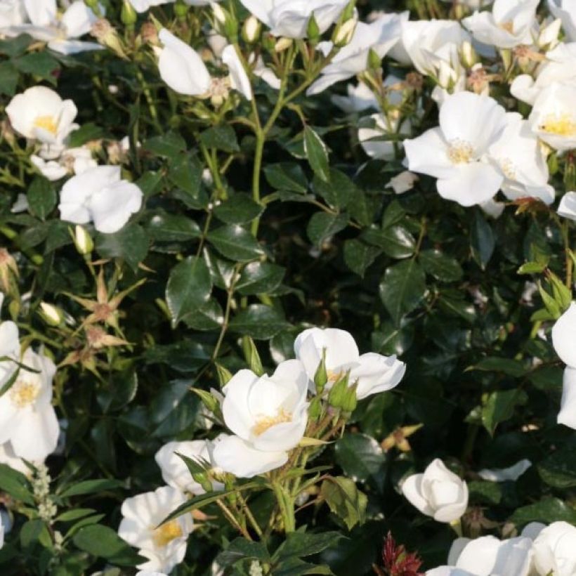 Rosa x polyantha Nectar Garden Escimo  - Shrub Rose
 (Foliage)