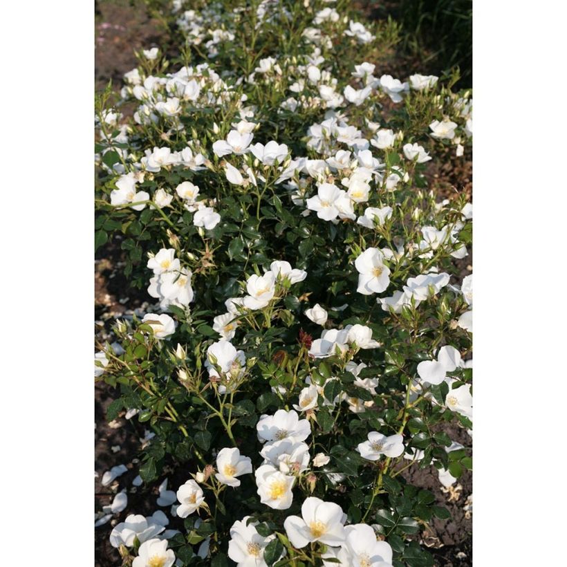 Rosa x polyantha Nectar Garden Escimo  - Shrub Rose
 (Plant habit)