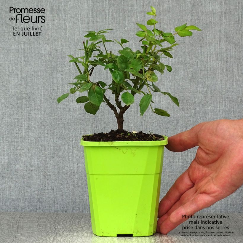 Rosa x polyantha Nectar Garden Escimo  - Shrub Rose
 4L/5L pot sample as delivered in summer