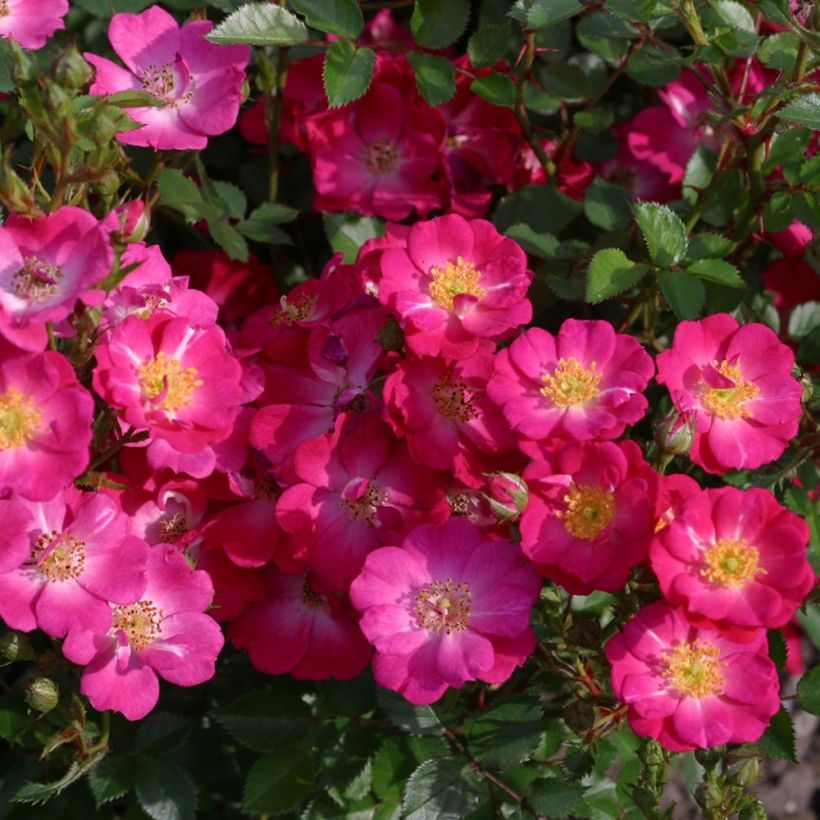 Rosa x polyantha NECTAR GARDEN LILLIPUTS Lupo - Dwarf Rose (Flowering)