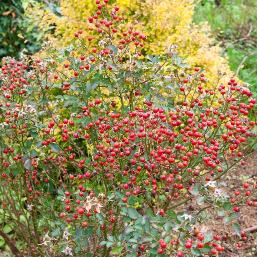 Rosa x polyantha NECTAR GARDEN LILLIPUTS Lupo - Dwarf Rose (Harvest)