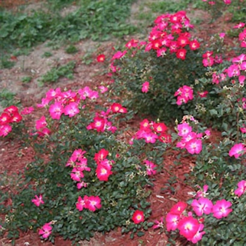 Rosa x polyantha NECTAR GARDEN LILLIPUTS Lupo - Dwarf Rose (Plant habit)