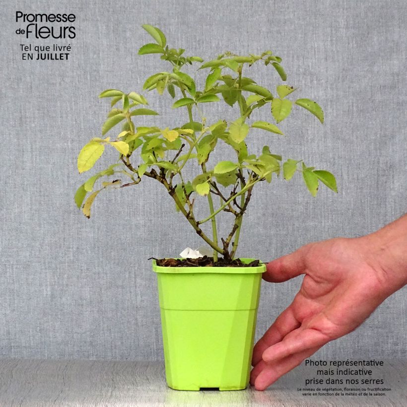 Rosa x polyantha 'Naturen' (Nectar Garden) - Shrub Rose 1.5L/2L pot sample as delivered in summer