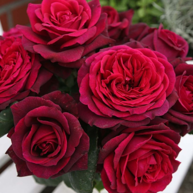 Rosa x Thé PARFUMA 'Comtesse Diana' - Hybrid Tea Rose (Flowering)