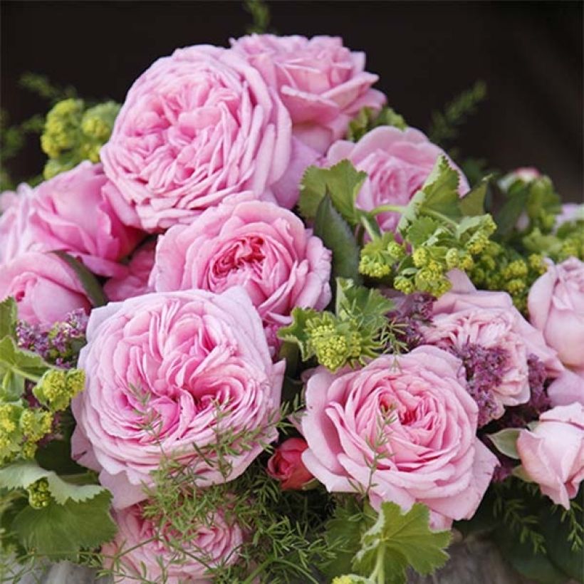 Rosa Parfuma 'Comtesse Marie Henriette' - Shrub Rose (Flowering)