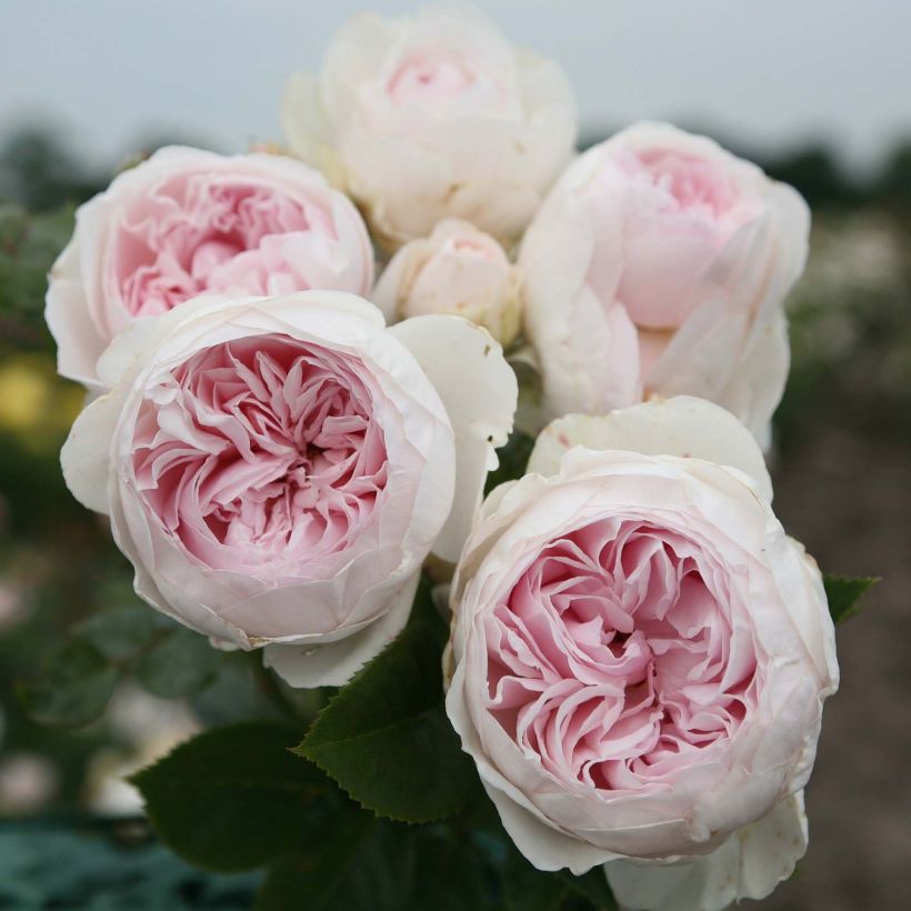 Rosa x floribunda PARFUMA Duchesse Christiana - Floribunda Rose (Flowering)