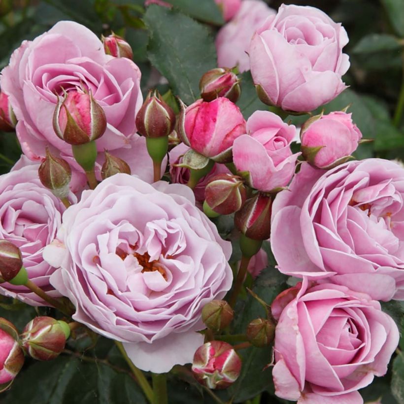 Rosa x floribunda 'Nautica' - Patio Rose (Flowering)