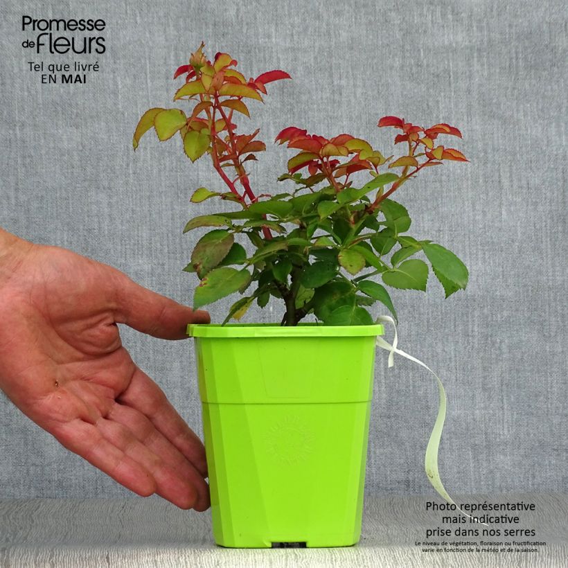 Rosa x floribunda - Parfuma -  'Baronne Caroline' - Shrub Rose  4L/5L pot sample as delivered in spring