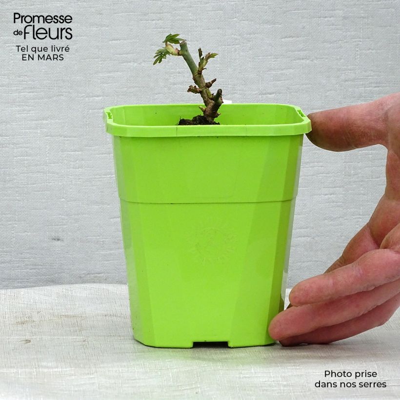 Rosa Parfuma Catherine de Medicis - Floribunda Rose 1.5L/2L pot sample as delivered in spring