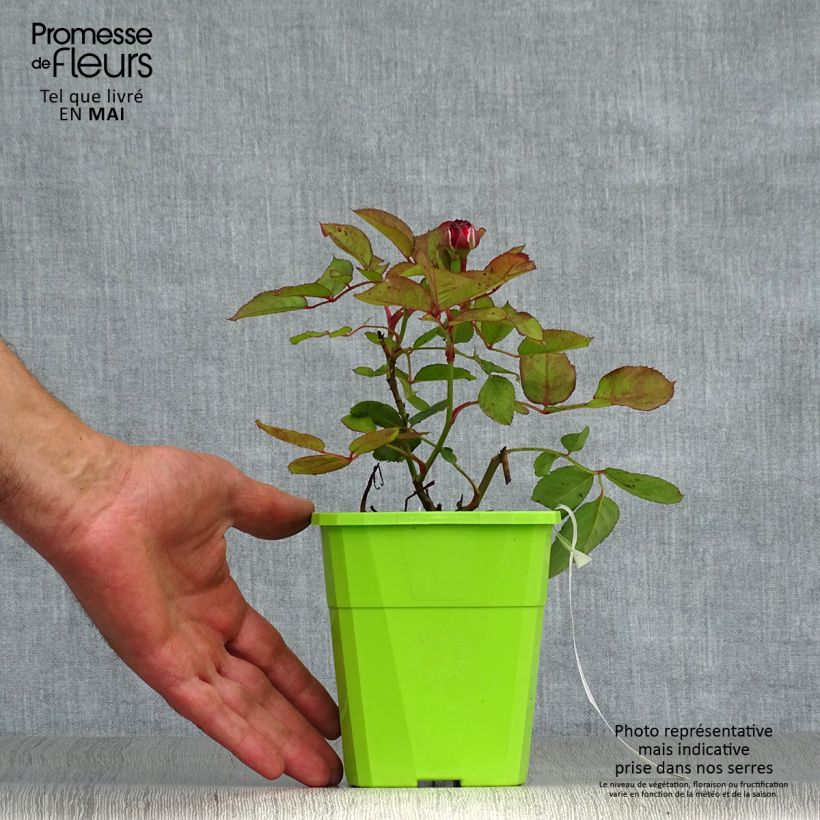 Rosa Parfuma 'Comtesse Marie Henriette' - Shrub Rose 4L/5L pot sample as delivered in spring