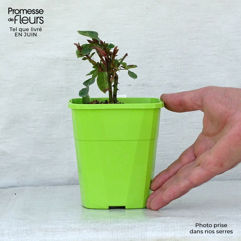 Rosa x floribunda PARFUMA Constance Mozart - Floribunda Rose 1.5L/2L pot sample as delivered in summer
