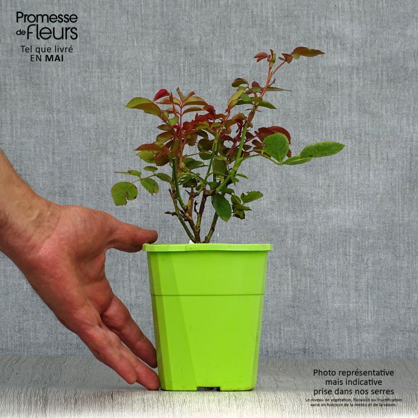 Rosa x floribunda PARFUMA Duchesse Christiana - Floribunda Rose 1.5L/2L pot sample as delivered in spring