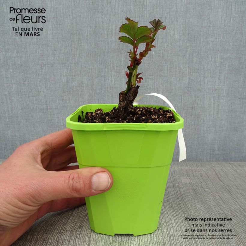 Rosa x floribunda 'Cherry Girl' - Patio Rose 1.5L/2L pot sample as delivered in winter