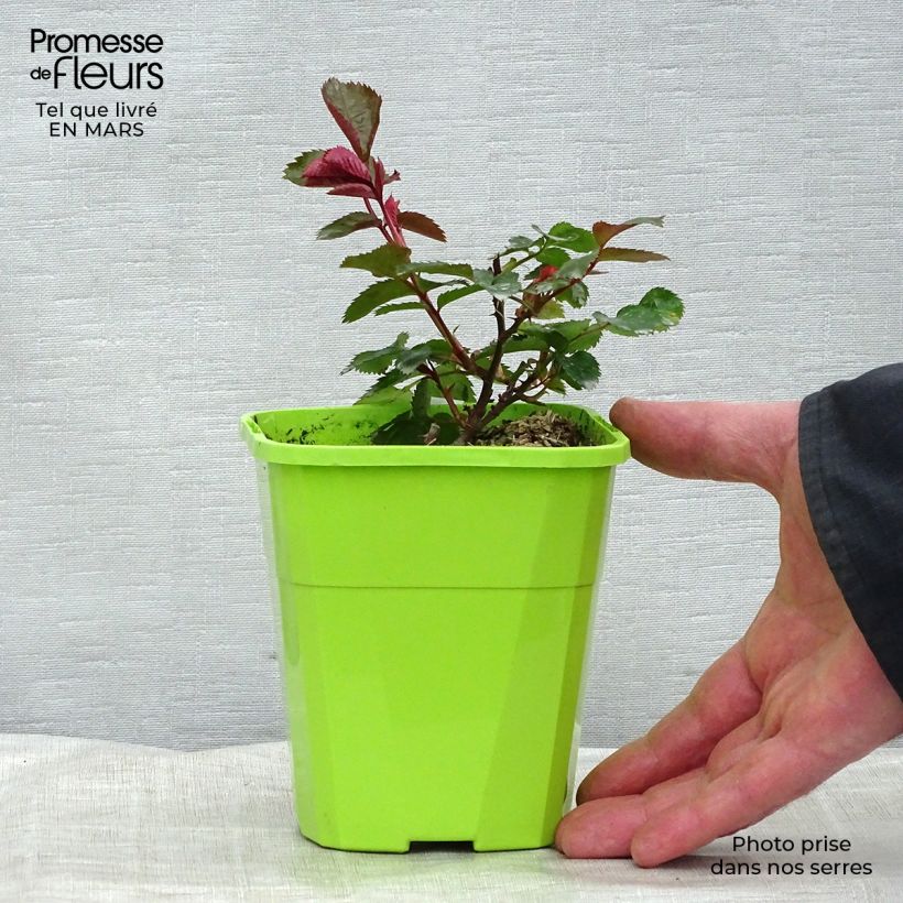 Rosa x Thé - 'Impala' - Patio Rose  1.5L/2L pot sample as delivered in spring