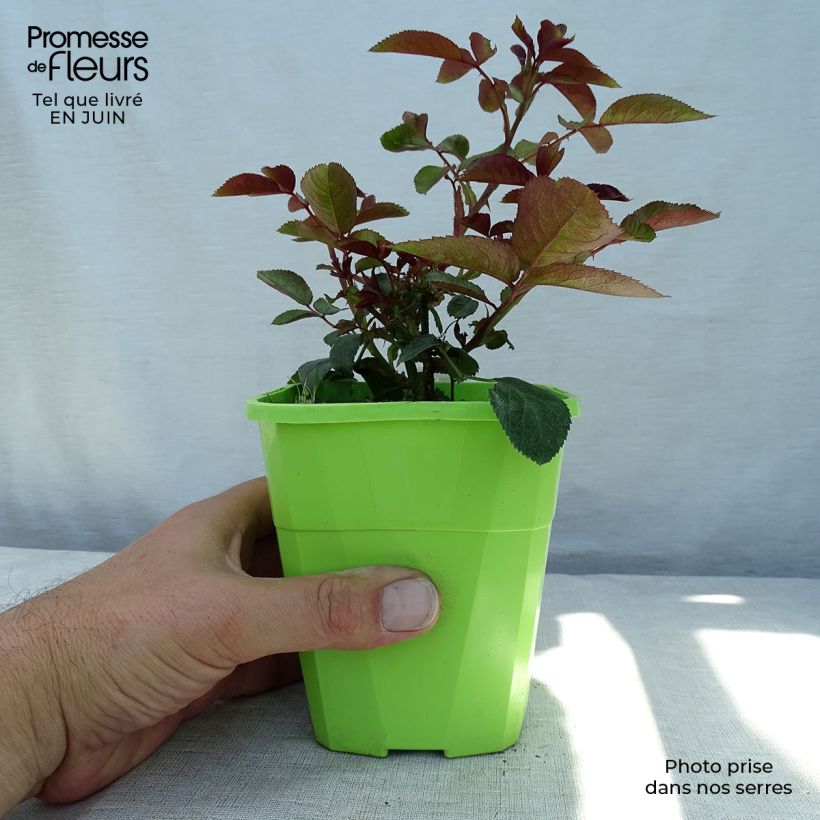 Rosa x floribunda - 'Milano'- Patio Rose 1.5L/2L pot sample as delivered in summer