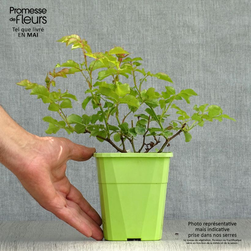 Rosa x floribunda 'Moin Moin' - Patio Rose 1.5L/2L pot sample as delivered in spring