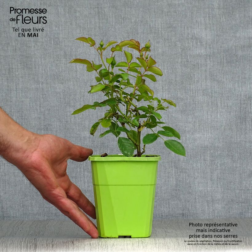 Rosa x floribunda 'Nautica' - Patio Rose 1.5L/2L pot sample as delivered in spring