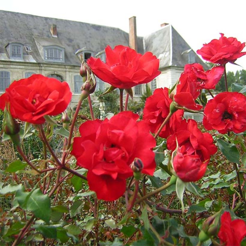 Rosa x polyantha La Sevillana - Polyantha Rose (Flowering)