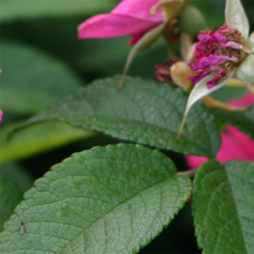 Rosa rugosa Pink Grootendorst (Foliage)