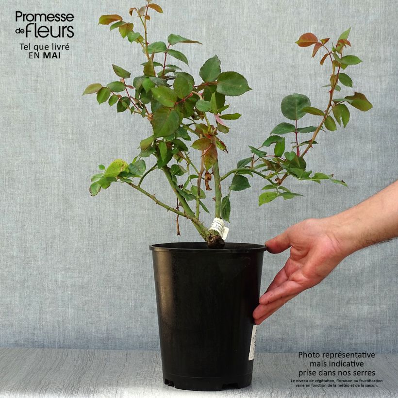Rosa Princesse Astrid de Belgique - Hybrid Tea Rose 4L/5L pot sample as delivered in spring