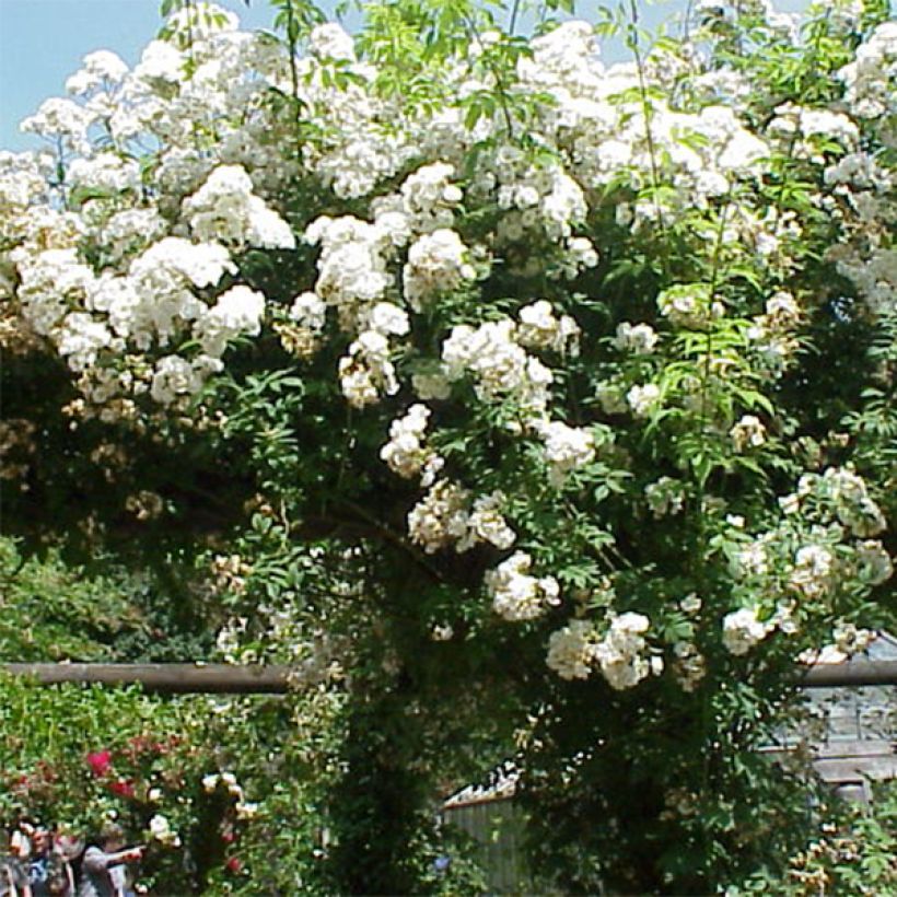 Rosa x multiflora 'Rambling Rector' - Rambling Rose (Flowering)