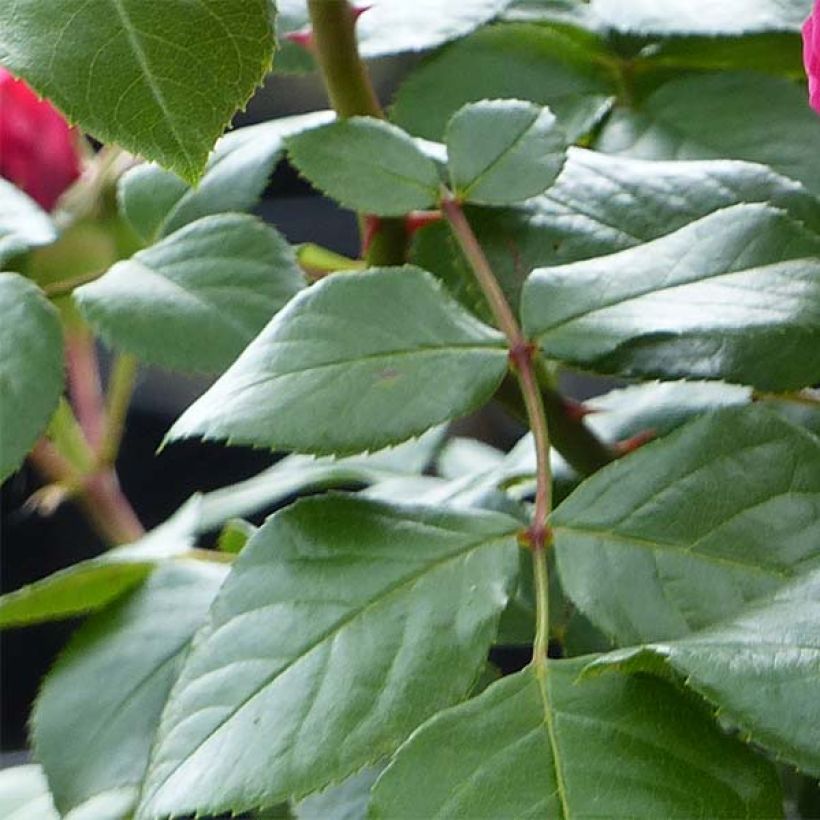 Rosa x floribunda Red Leonardo da Vinci Meiangele (Foliage)