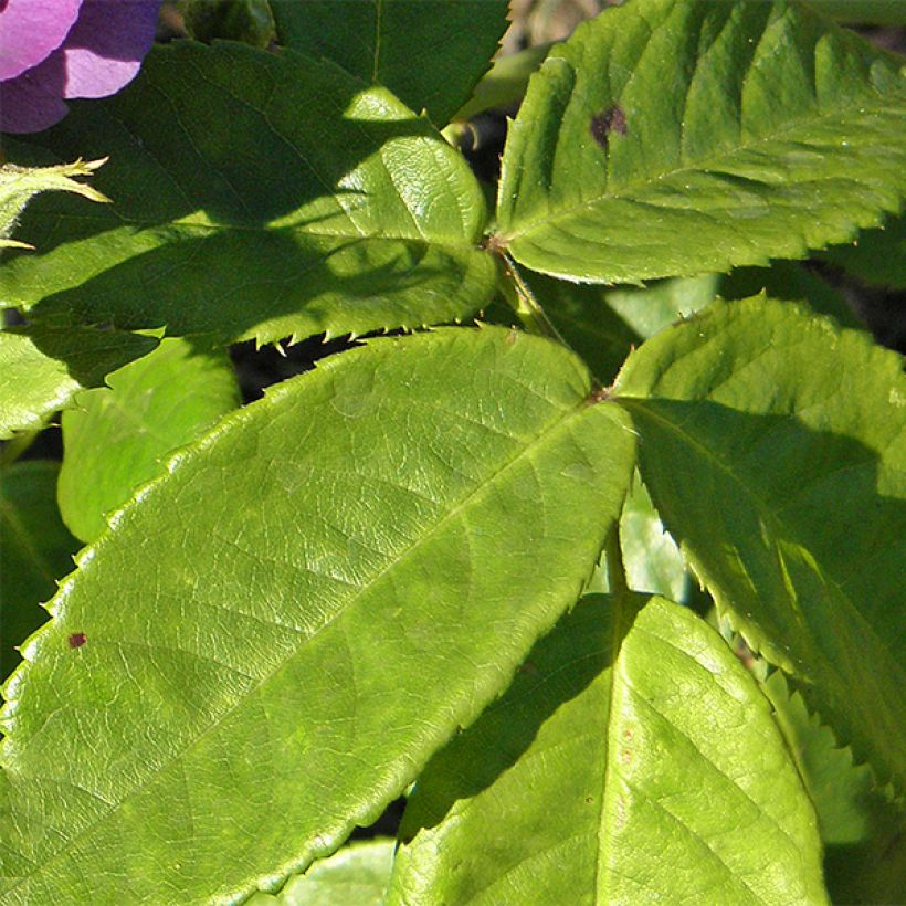 Rosa Rhapsody In Blue - Shrub Rose (Foliage)