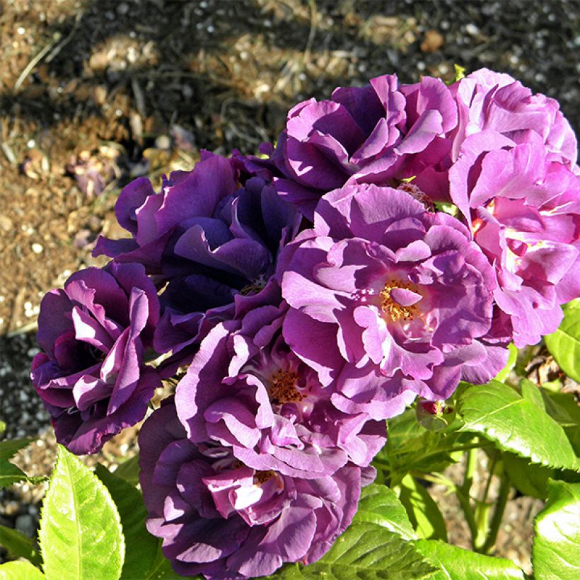 Rosa Rhapsody In Blue - Shrub Rose (Flowering)