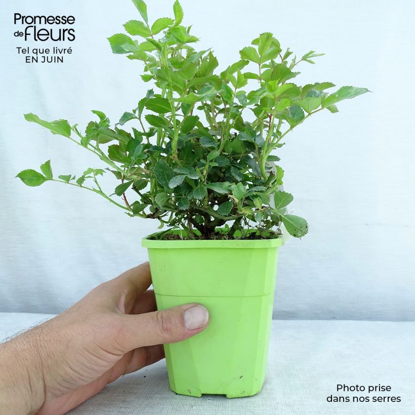 Rosa Rigo Rosen Innocencia Ground Cover Rose 3L/4L pot sample as delivered in summer