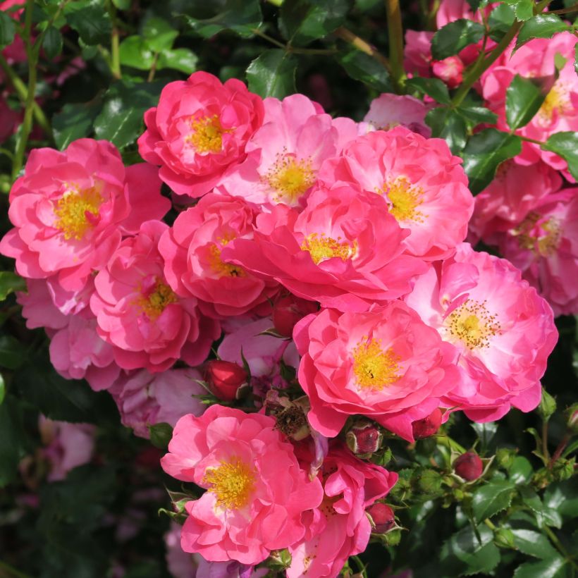 Rosa Rigo Rosen Hotline - Ground Cover Rose (Flowering)