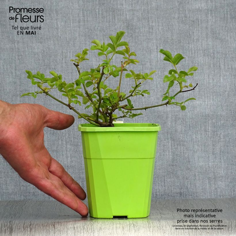Rosa Rigo Rosen Hotline - Ground Cover Rose 1.5L/2L pot sample as delivered in spring