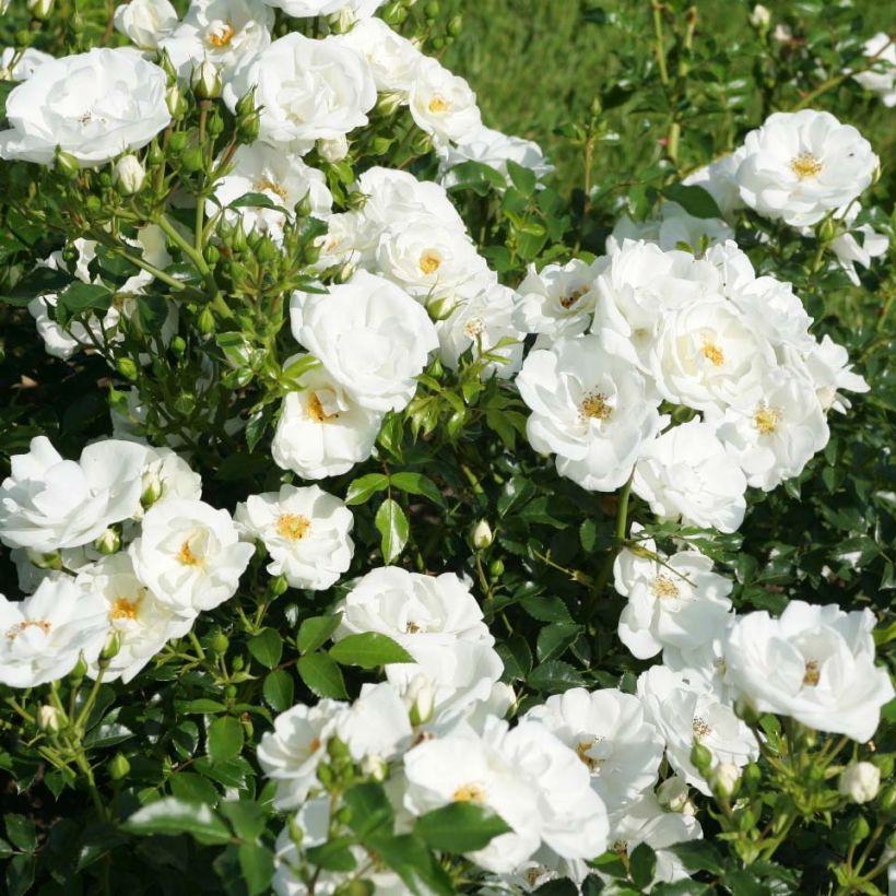 Rosa Rigo Rosen Innocencia Ground Cover Rose (Flowering)