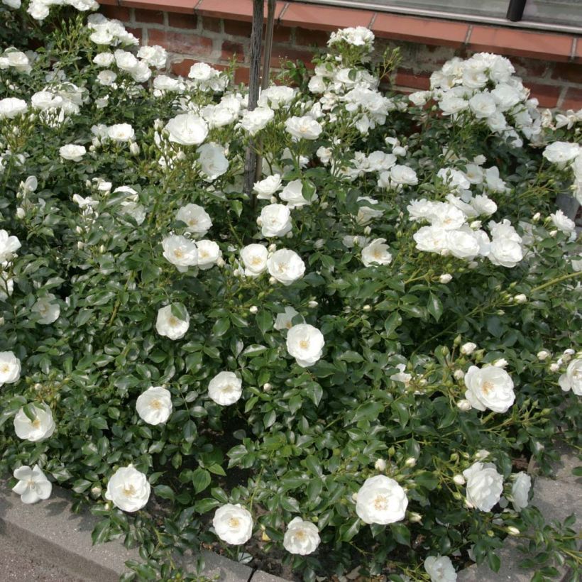 Rosa Rigo Rosen Innocencia Ground Cover Rose (Plant habit)