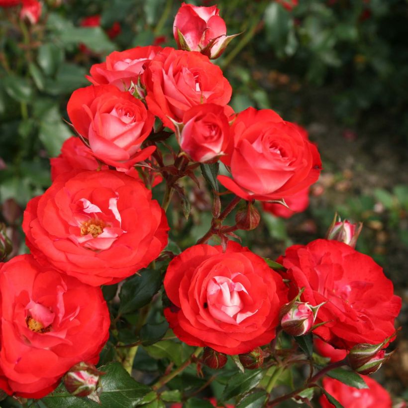 Rosa x floribunda Rigo Rosen® Princesse Disney® Korplunblo - Floribunda Rose (Flowering)