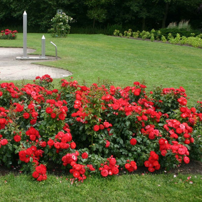 Rosa x floribunda Rigo Rosen® Princesse Disney® Korplunblo - Floribunda Rose (Plant habit)