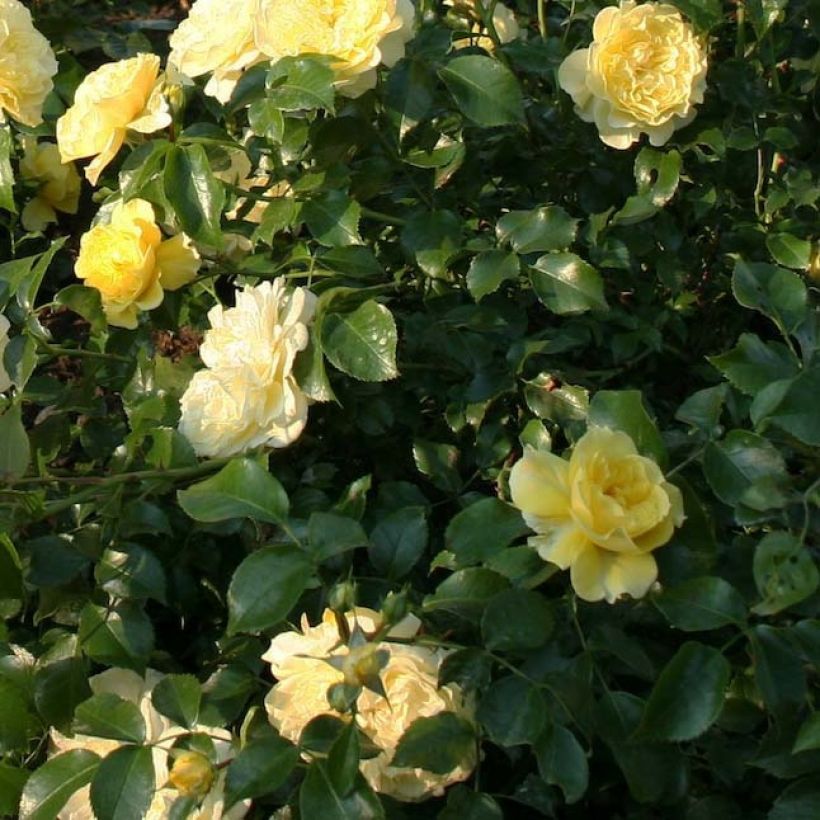 Rosa x floribunda Rigo Rosen - 'Solero' - Shrub Rose  (Foliage)