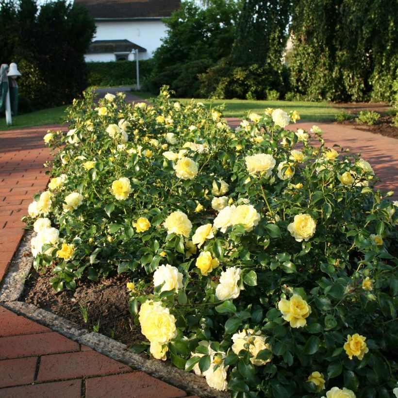 Rosa x floribunda Rigo Rosen - 'Solero' - Shrub Rose  (Plant habit)