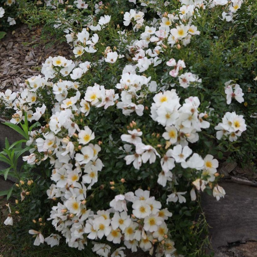 Rosa x polyantha Sans Contraintes 'Rose du Soleil' - Ground Cover Rose (Flowering)