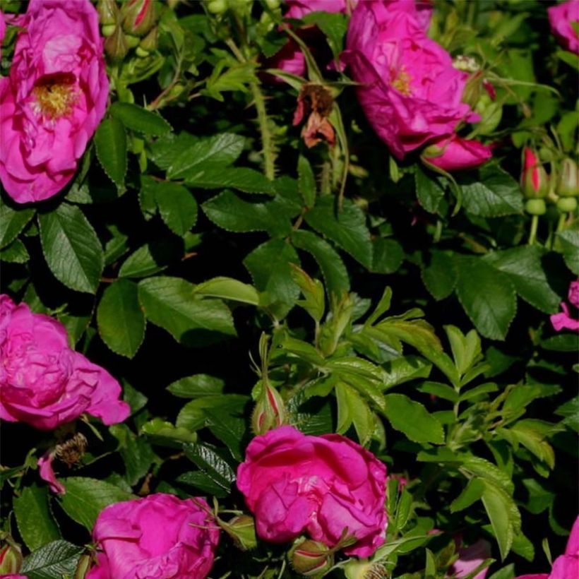 Rosa x rugosa 'SavoraNova Smart' - Rugosa Rose (Foliage)