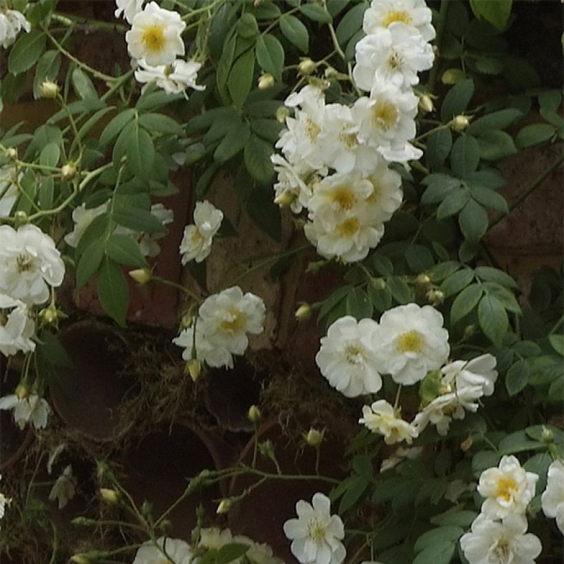 Rosa x wichuraiana 'Sander's White Rambler' - Rambling Rose (Flowering)