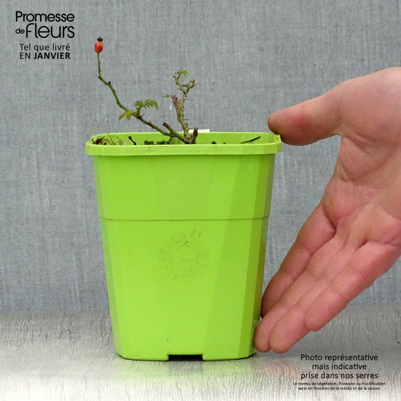 Rosa x polyantha Sans Contraintes 'Rose du Soleil' - Ground Cover Rose 1.5L/2L pot sample as delivered in winter