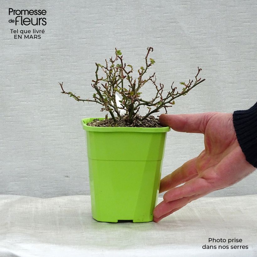 Rosa x polyantha Sans Contraintes 'Rose du Soleil' - Ground Cover Rose 1.5L/2L pot sample as delivered in spring