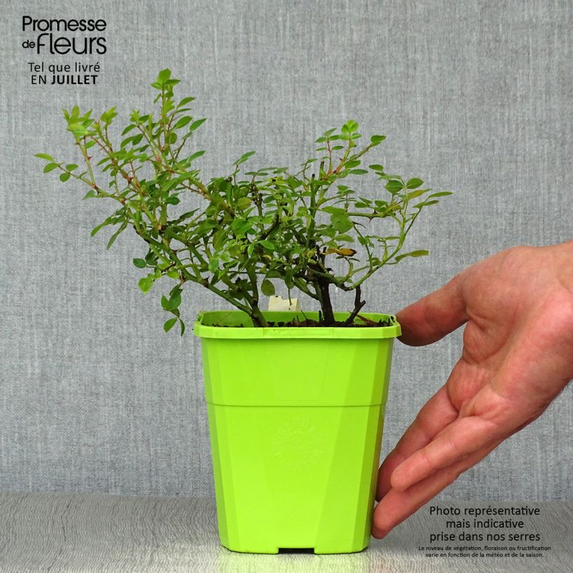 Rosa x polyantha 'Sans Contraintes' 'Sweet Knirps' - Ground Cover Rose 1.5L/2L pot sample as delivered in summer