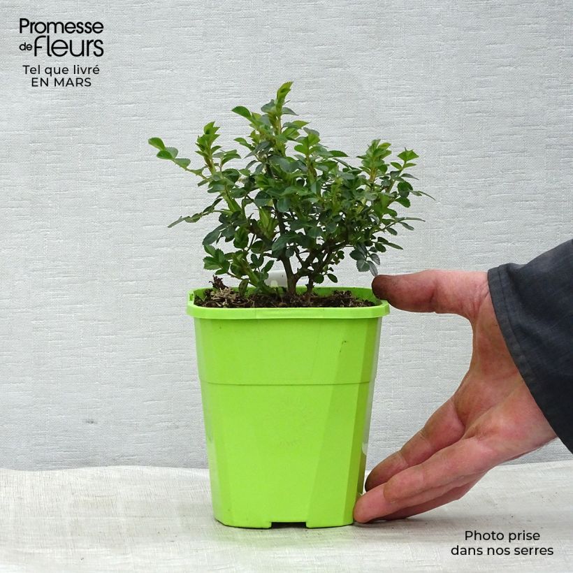 Rosa x polyantha 'Sans Contraintes' 'Sweet Knirps' - Ground Cover Rose 1.5L/2L potShipped height around 10-15cm sample as delivered in spring