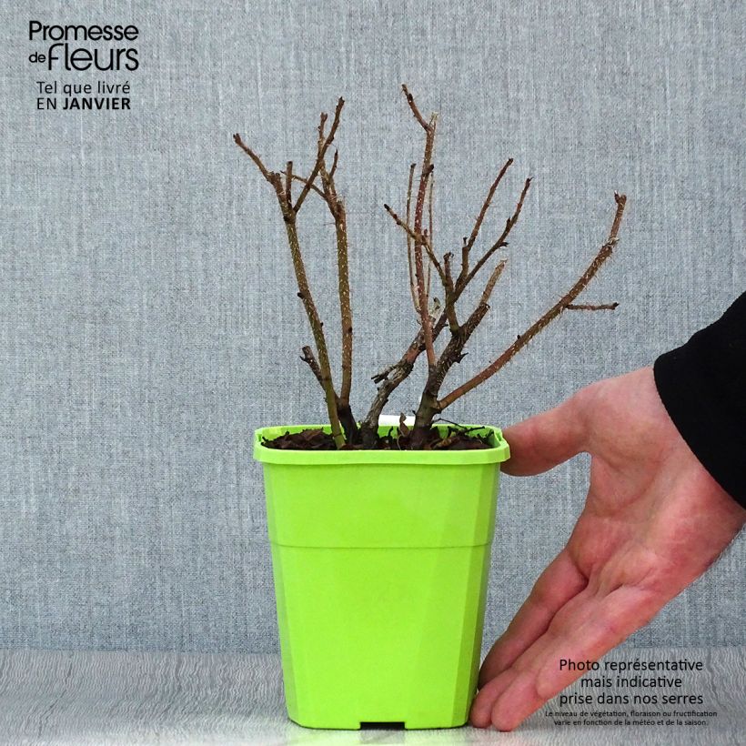 Rosa x rugosa 'SavoraNova Smart' - Rugosa Rose 1.5L/2L pot sample as delivered in winter