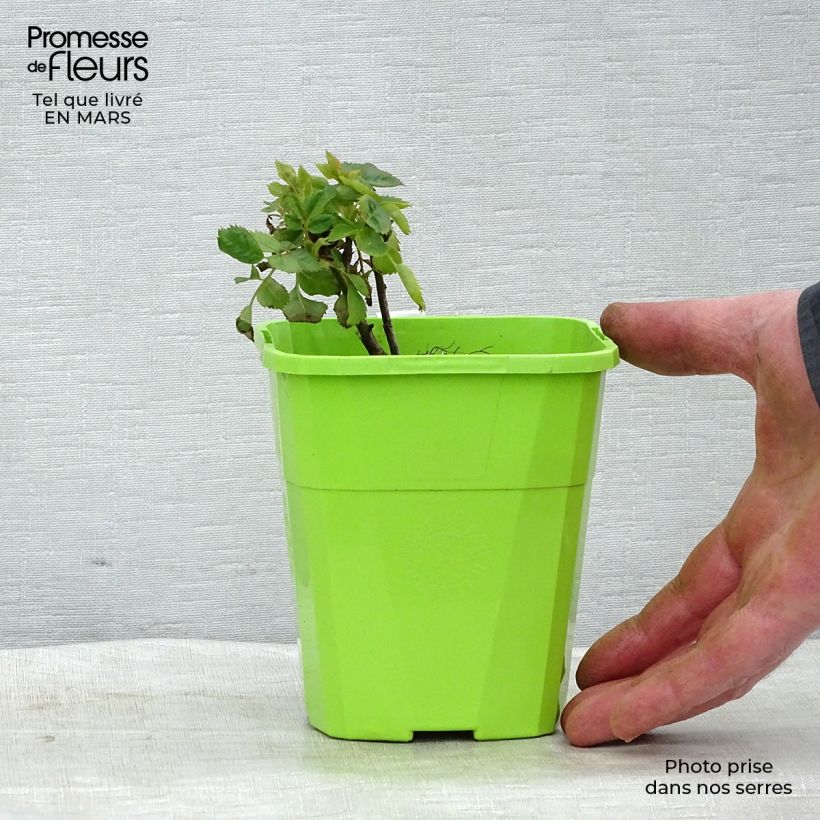 Rosa x persica 'See You In Purple' - Shrub Rose 1.5L/2L pot sample as delivered in spring