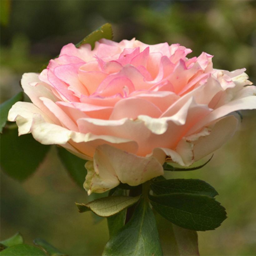 Rosa 'Souvenir de Baden-Baden' - Hybrid Tea Rose (Flowering)